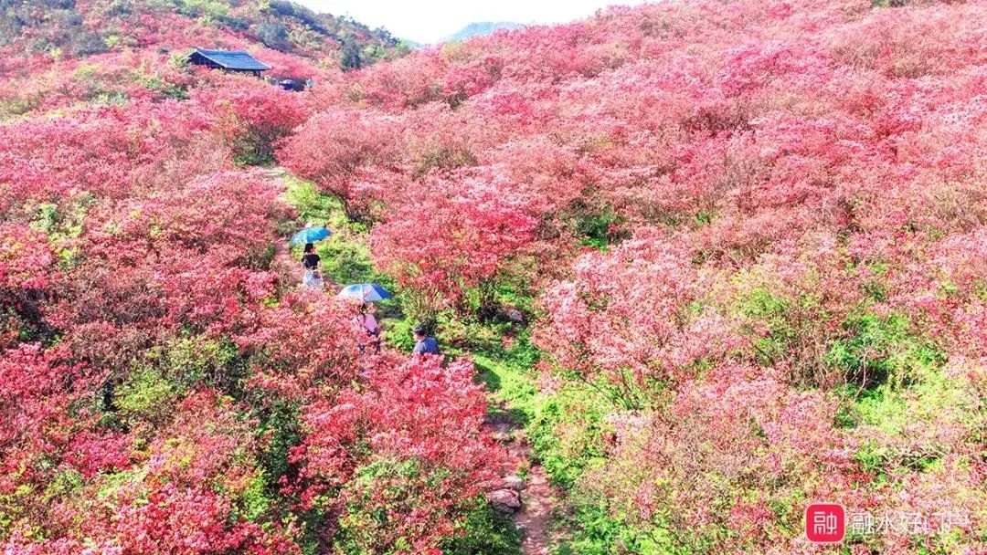 母亲节特辑带妈妈去融水元宝山看千亩杜鹃英雄花开